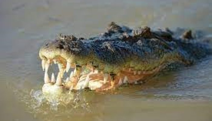 Warga Pasbar Diserang Buaya Saat Cari Lokan, Betis Kiri Robek