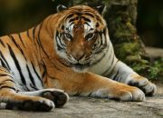 Harimau Sumatera Berkeliaran di BRIN Agam, Aktivitas Warga Dihentikan