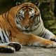 Harimau Sumatera. (Foto: News Safari Indonesia)