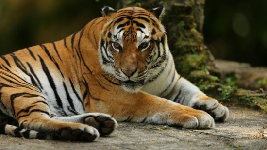 Harimau Sumatera. (Foto: News Safari Indonesia)