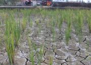 Dinas Pertanian Beberkan Strategi Hadapi Cuaca Panas yang Melanda Padang