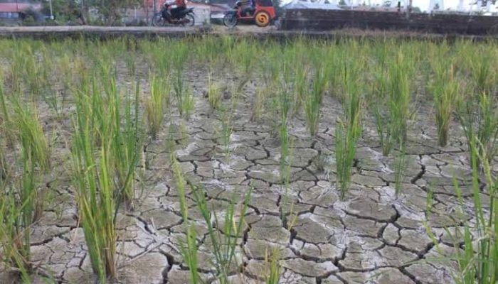 Dinas Pertanian Beberkan Strategi Hadapi Cuaca Panas yang Melanda Padang