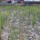 Sawah petani di Padang tampak kekeringan dampak cuaca panas. (Foto: Diskominfo)