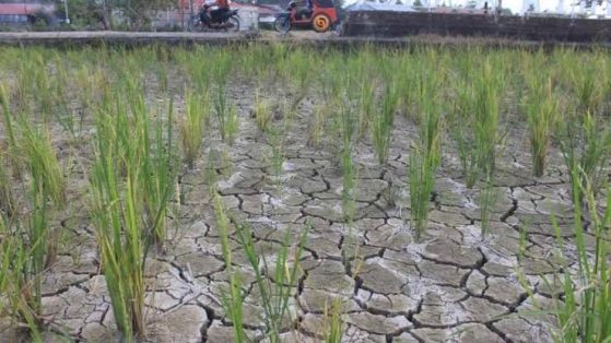 Sawah petani di Padang tampak kekeringan dampak cuaca panas. (Foto: Diskominfo)