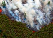 Tujuh Pelaku Pembakaran Hutan Ditangkap Polda Riau