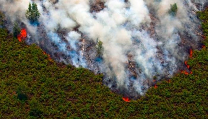 Hutan GSK Riau Terbakar, Nasib dan Populasi Satwa Terancam