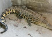 Dua Ekor Buaya Muara di Pasaman Barat Dievakuasi BKSDA Sumbar