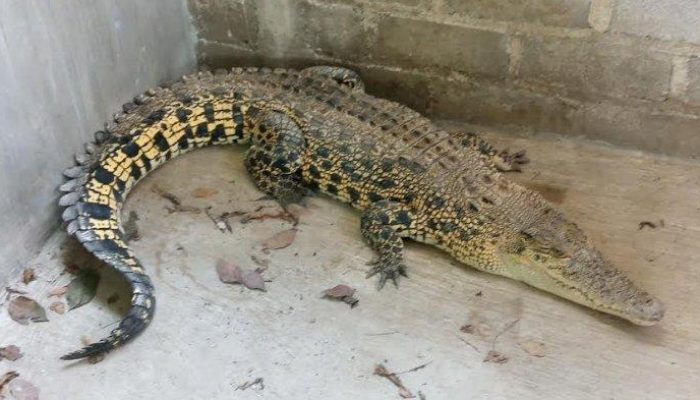 Dua Ekor Buaya Muara di Pasaman Barat Dievakuasi BKSDA Sumbar