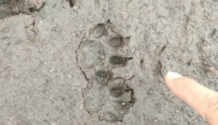 Penampakan Jejak Harimau Saat Karhutla di Pelalawan Kegetkan Petugas