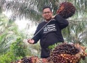 Segini Harga TBS Sawit Mitra Swadaya di Riau Pekan Ini