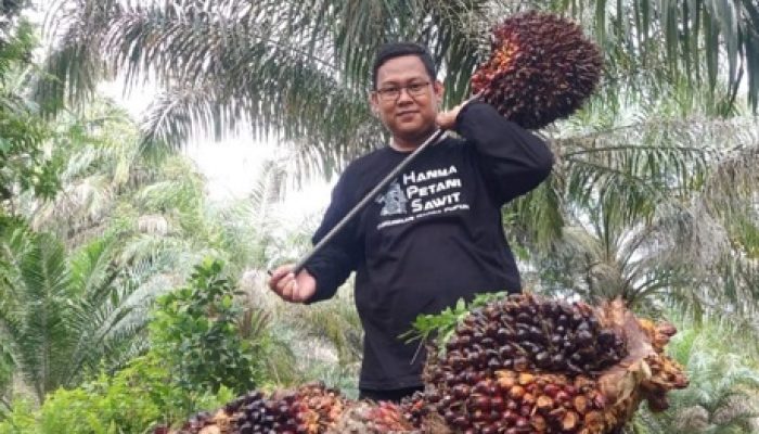 Pekan Ini Harga TBS Sawit Riau Naik, Umur 9 Tahun Tembus Rp3.667,82/Kg