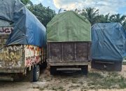 Empat Truk Kayu Ilog Ditangkap di Riau, Pemilik dan Sopir Kabur