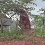 Orang Utan raksasa di Kalimantan terekam oleh warga. (Foto: Istimewa)