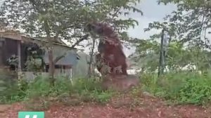 BKSDA Kaltim Selidiki Video Orang Utan Raksasa Kalimantan di Permukiman Warga