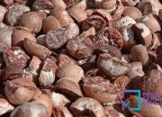 Turun, Segini Harga Pinang Kering di Riau Minggu Ini