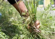 3 Cara Efektif Membasmi Rumput Liar di Pekarangan Rumah