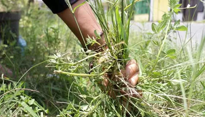 3 Cara Efektif Membasmi Rumput Liar di Pekarangan Rumah
