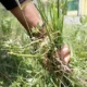 Rumput liar yang tumbuh diperkarangan rumah. (Foto: Istimewa)