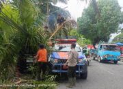 Hujan Deras di Padang Sebabkan Pohon Tumbang, Mobil Warga Jadi Korban