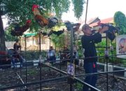 Ratusan Ayam Kukuak Balenggek Ikut Meriahkan HJK Padang ke-355