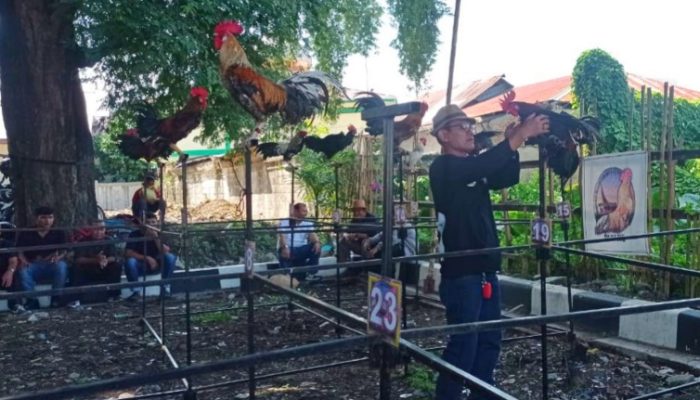 Ratusan Ayam Kukuak Balenggek Ikut Meriahkan HJK Padang ke-355