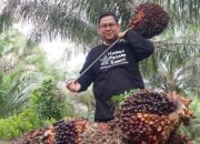 Disbun Riau Umumkan Kenaikan Harga TBS Kelapa Sawit, Ini Rinciannya