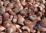 Harga Komoditas di Riau: Pinang Kering, Kelapa, dan Kopra Mengalami Kenaikan