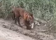 Video Viral Warga Diserang Harimau, Begini Kata BBKSDA Riau
