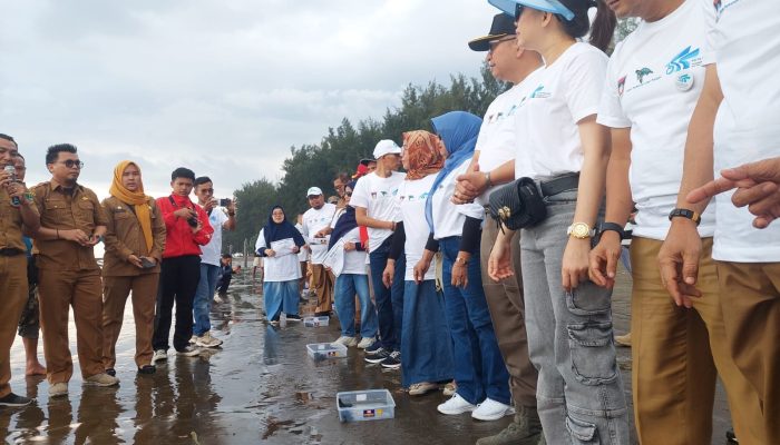 Penyu jadi Maskot Resmi Kota Padang