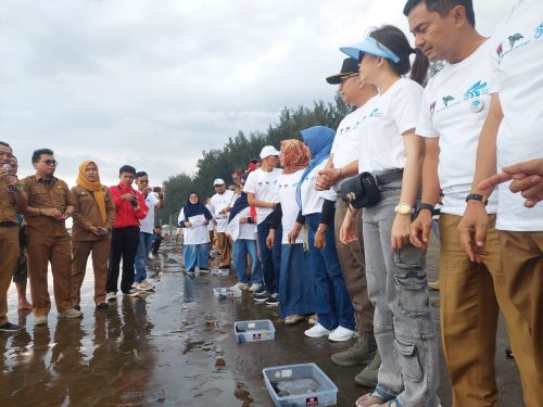 Pj Wako Padang Andree Algamar bersama Pj Ketua TP-PKK Kota Padang, Putri Sari Ivanny, melakukan pelepasan 355 tukik atau anak penyu di Pantai Air Manis, Kelurahan Air Manis, Kecamatan Padang Selatan, Senin (5/8) sore. ist