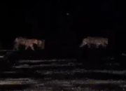Beredar Video Penampakan Harimau Sumatera di Pelalawan, Begini Kata BKSDA Riau