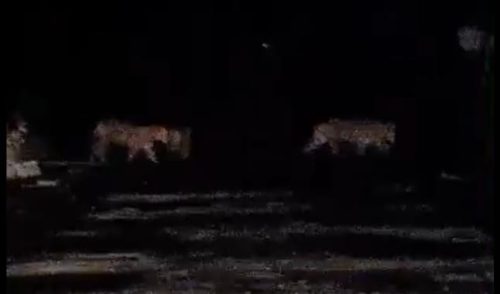 Tangkapan layar penampakan Harimau yang terekam kamera pengemudi mobil di daerah Pelalawan, Riau. (ist)