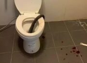 Ngeri! Ular Piton Gigit Testis Pria Ini Saat di Toilet