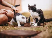 Viral Bapak Kost Makan 10 Ekor Kucing di Semarang, Alasan untuk Obat