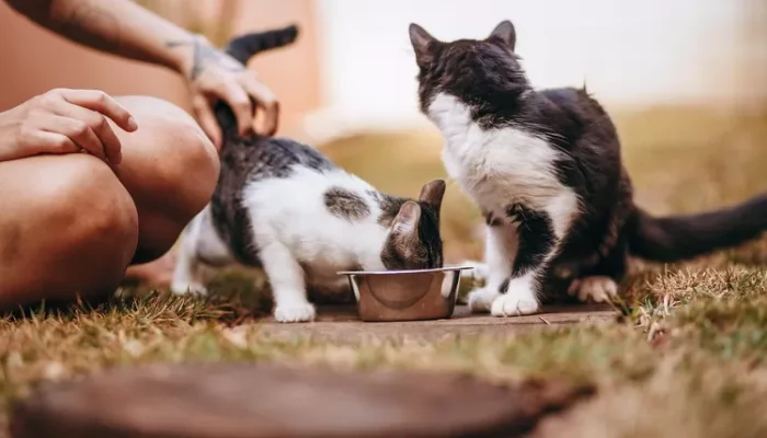 Viral Bapak Kost Makan 10 Ekor Kucing di Semarang, Alasan untuk Obat