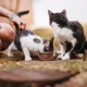 Ilustrasi beri kucing makan. (Foto: Pexels)