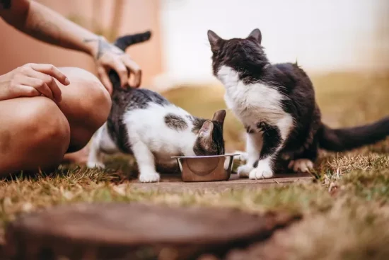 Ilustrasi beri kucing makan. (Foto: Pexels)