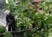 Padang Diterpa Hujan Badai, Beberapa Pohon Tumbang Disejumlah Kawasan
