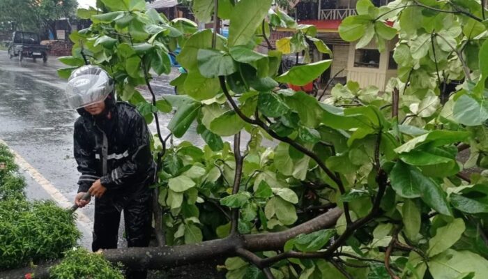 Padang Diterpa Hujan Badai, Beberapa Pohon Tumbang Disejumlah Kawasan