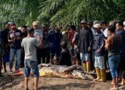 Pria Lansia Tewas Mengenaskan Diterkam Buaya di Riau