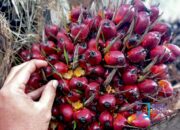 Harga Sawit Plasma Riau Pekan Ini Tembus Rp3.679/Kg