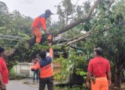 Hujan Deras Sebabkan Pohon Tumbang di Padang, BPBD Ajak Warga Waspada
