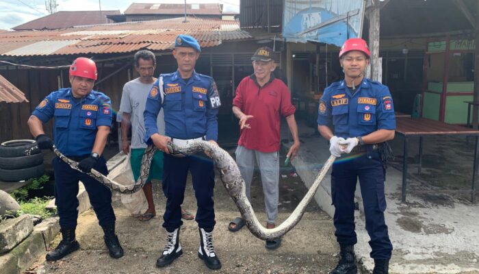 Damkar Padang Evakuasi Ular Piton Makan Ternak Warga
