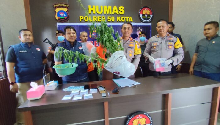 Selain Jual Sabu, Petani Tanam Ganja di Ladang, Terbongkar usai 2 Pengedar Ditangkap