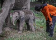 Ngatini Lahirkan Bayi Jumbo, Riau Dapat Tambahan Warga Baru yang Beratnya 104 Kg!