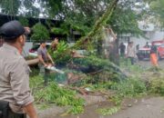 Hujan Deras dan Angin Kencang di Padang Sebabkan Pohon Tumbang, Satu Mobil Rusak Parah