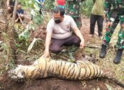 Harimau Sumatera Betina Terperangkap di Solok, Kini Jalani Perawatan Intensif