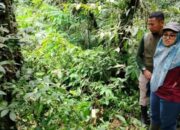 Angin Kencang Tumbangkan Inang, 10 Knop Rafflesia di Agam Gagal Mekar