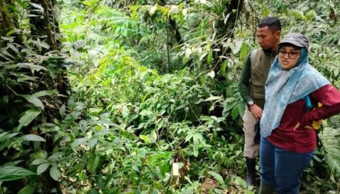 Angin Kencang Tumbangkan Inang, 10 Knop Rafflesia di Agam Gagal Mekar