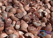 Harga Pinang Kering di Riau Naik, Komoditas Perkebunan Lain Alami Fluktuasi